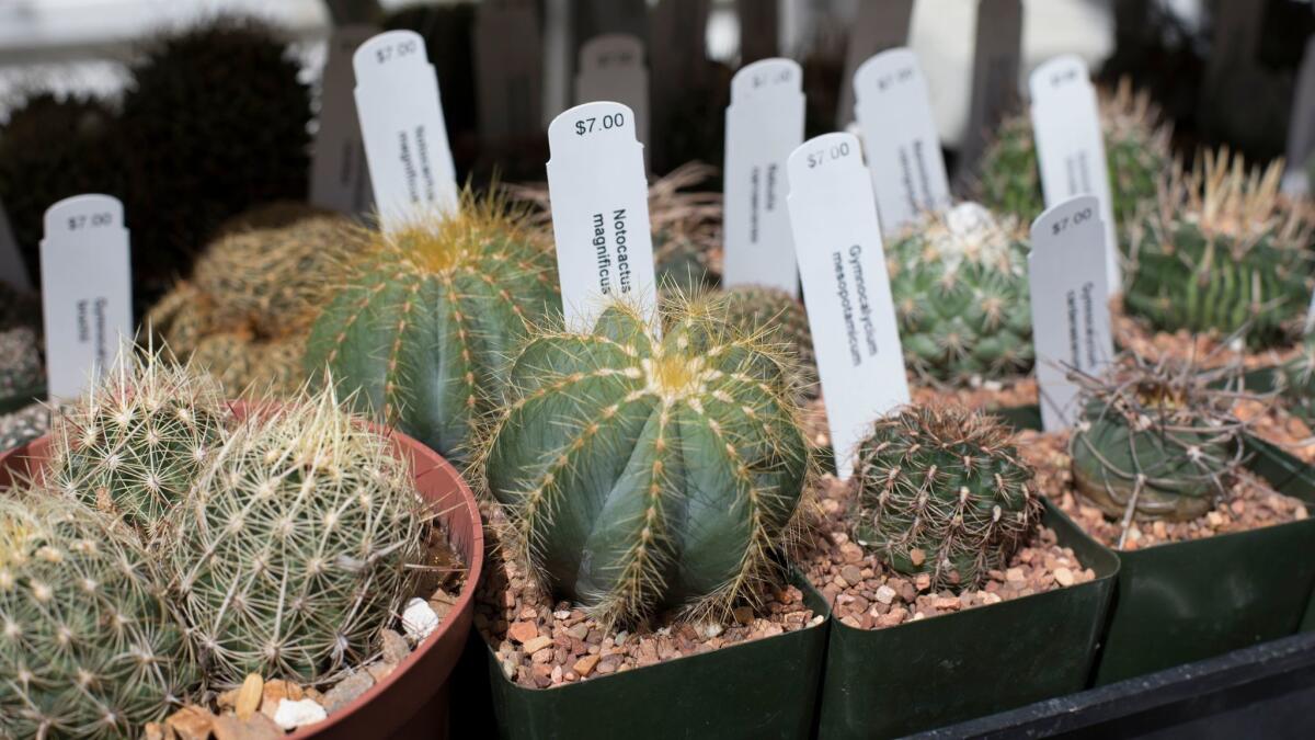 A variety of cacti and succulents are up for sale.