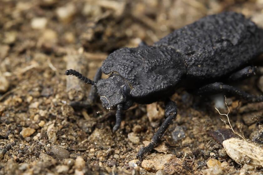 The diabolical ironclad beetle