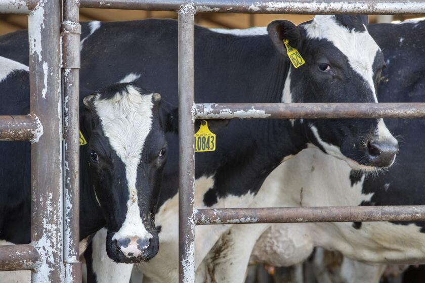 Bakersfield, CA - March 01: Cows wait to enter the milk barn for milking at a Kern County dairy Tuesday, March 1, 2022 in Bakersfield, CA. (Brian van der Brug / Los Angeles Times)