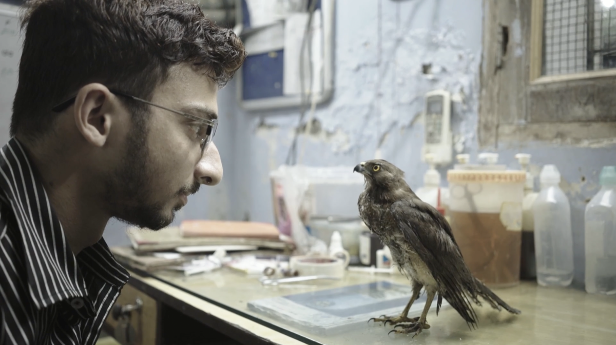 A man and a bird on a counter look at each other.