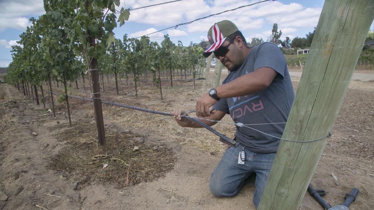 Monserate winery employee Roberto Sanchez tightens up the wiring holding up the drip irrigation on the part of the old golf course planted two years ago.