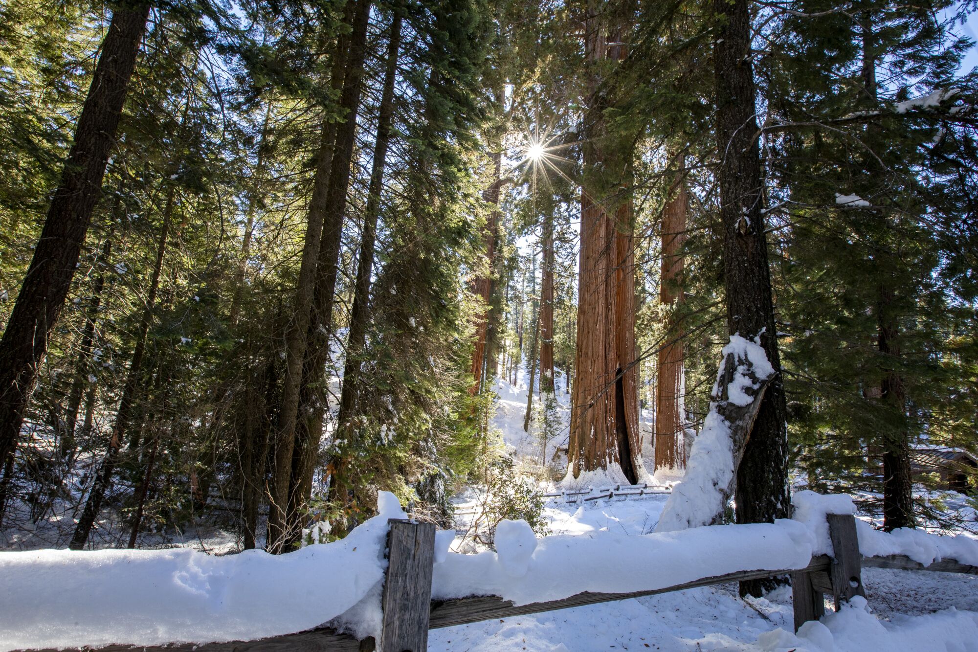 Rays of sunlight shine through a grove of majestic sequoia trees on snow-covered ground.
