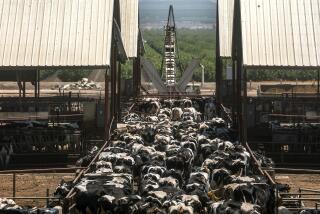 Bakersfield, CA, Tuesday, June 13, 2023 - Bidart Dairy cows head to covered pens after milking. In the center background is transom carrying manure extracted from water flushed from the cows feeding pens. It is one step in a system that capture methane from cow manure and repurpose it for electricity or transportation fuel. An example of how California's climate strategy to burn off methane may be contributing other forms of air pollution, namely ammonia. (Robert Gauthier/Los Angeles Times)