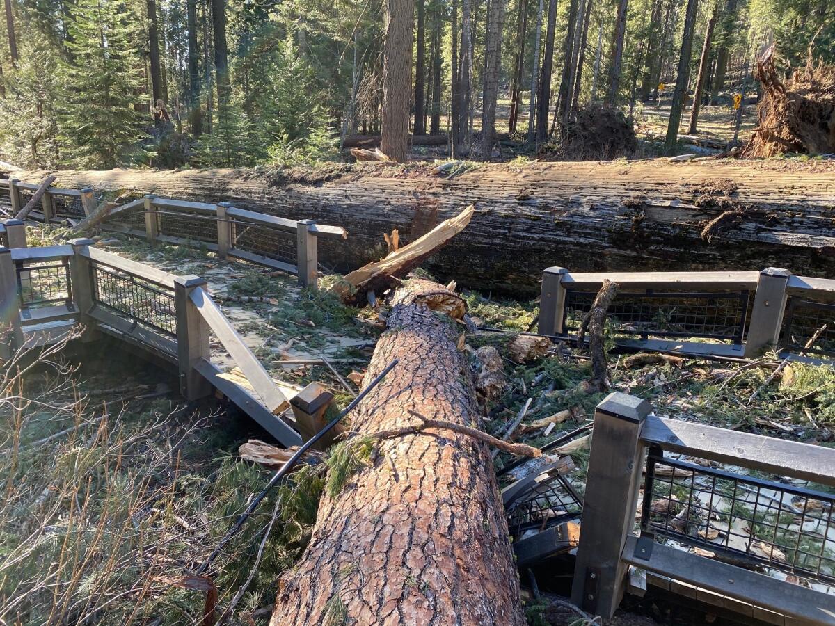 A boardwalk in Yosemite National Park damaged by a fallen ponderosa pine during this week's high winds