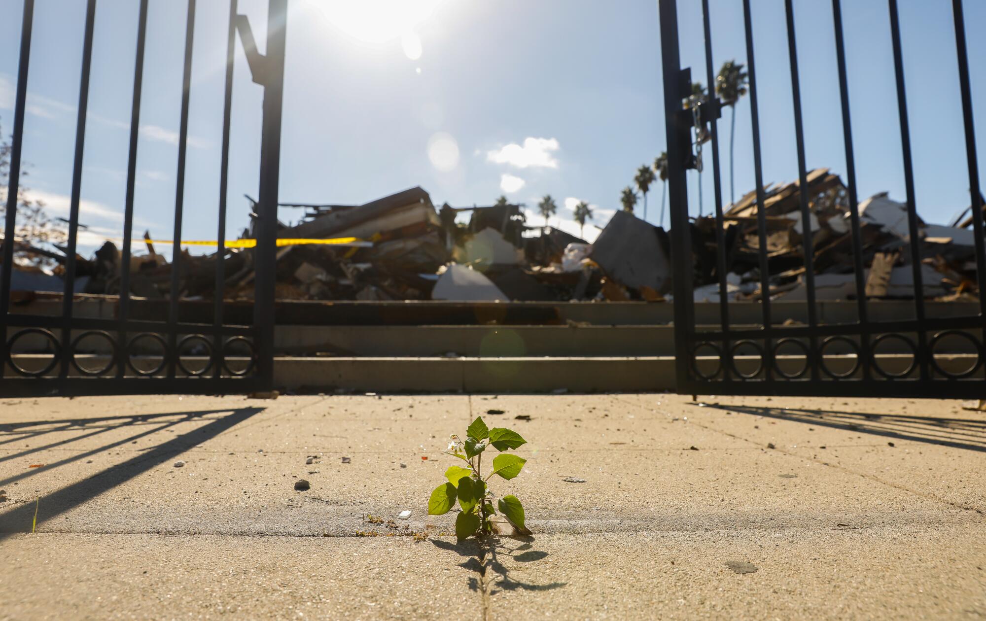 Leaves sprout from a crack in the sidewalk outside of the church gates. 