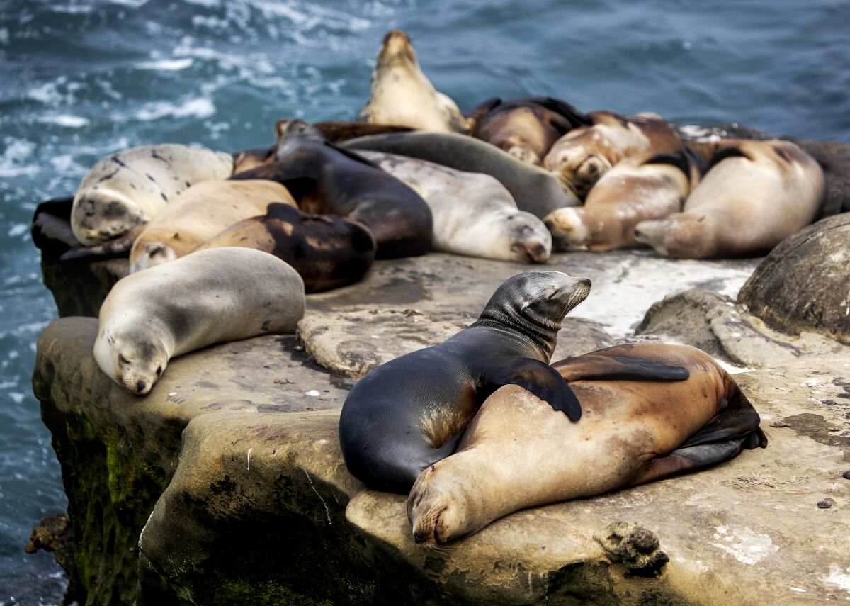 California sea lions rest on a rock at La Jolla Cove.