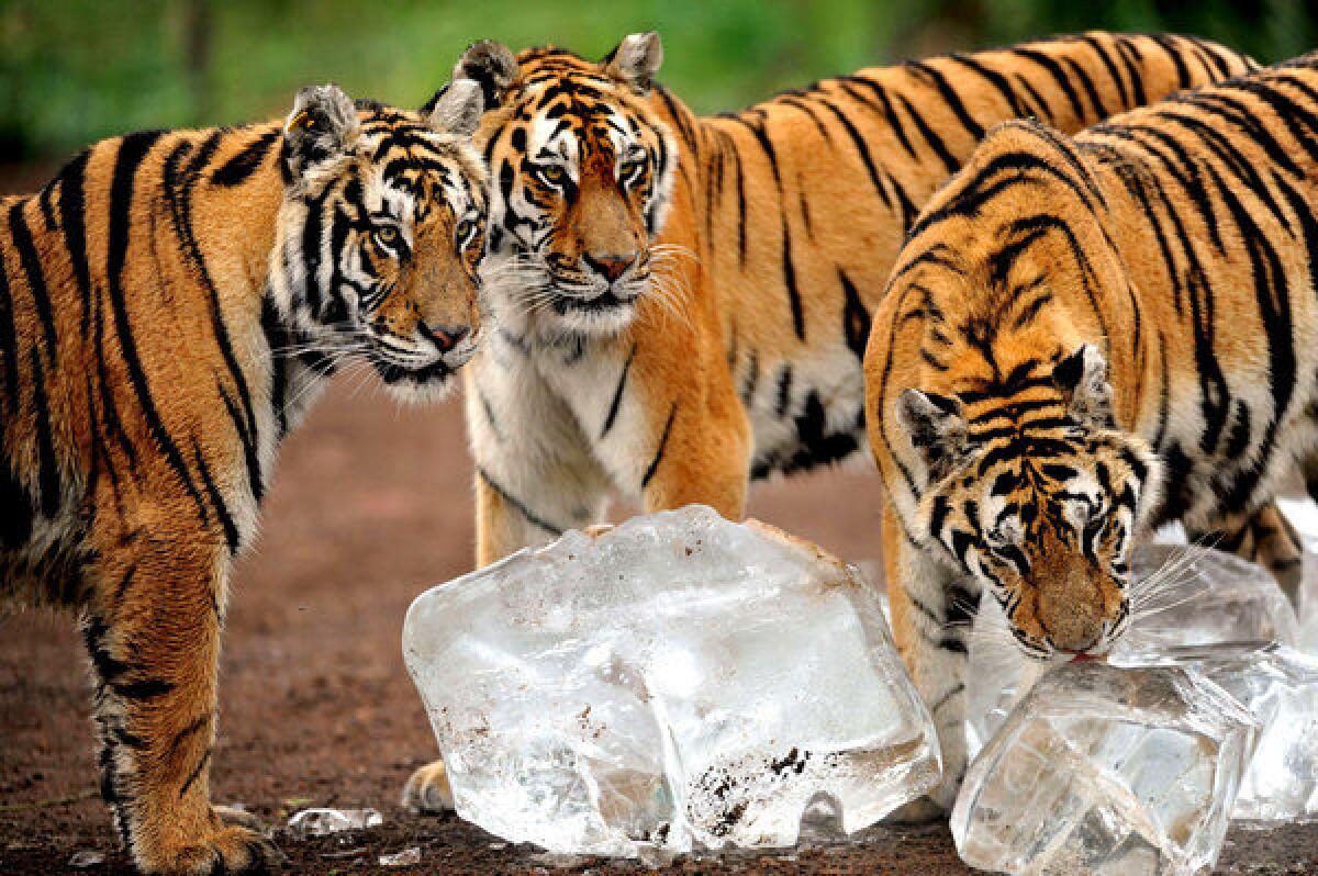 Ice cubes help big cats cool off at Guaipo Siberian Tiger Park in Shenyang, northeastern China's Liaoning province. Chinese efforts on behalf of the Siberian tiger have won worldwide praise among environmentalists.
