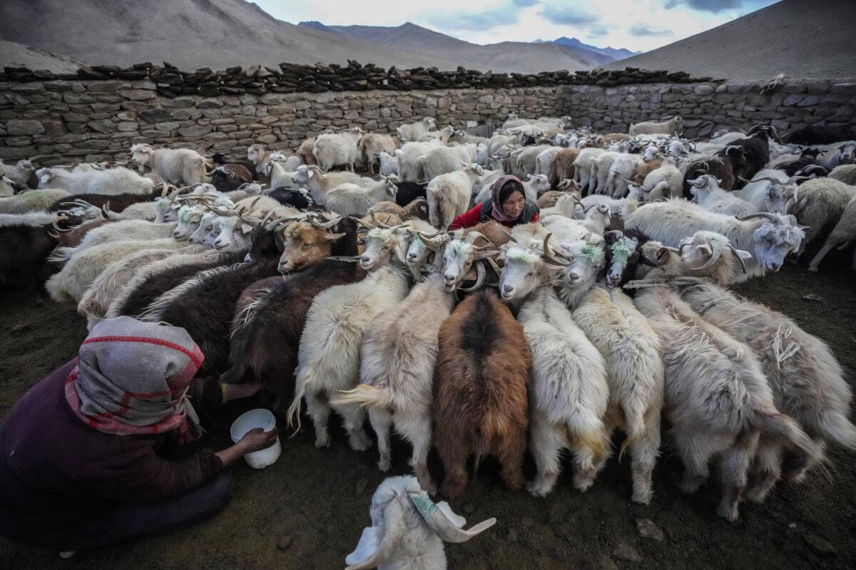 Mujeres nómadas ordeñan a sus cabras del Himalaya que producen lana de cachemira,