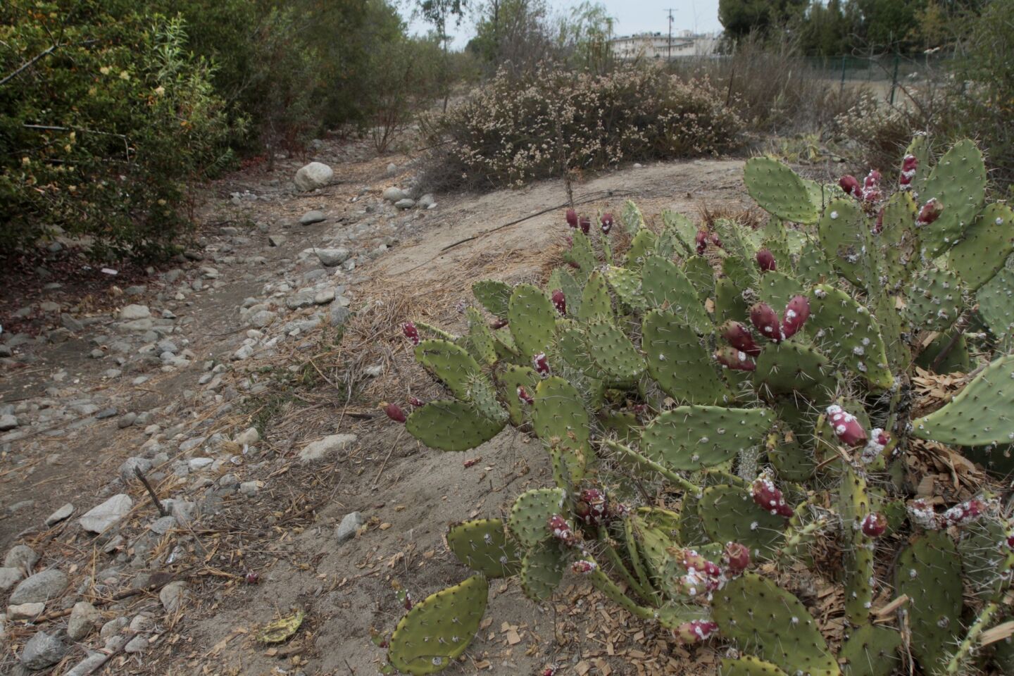 The dry streambed to the left of the channel is dotted with native -- and drought-tolerant -- plants, including cactus.