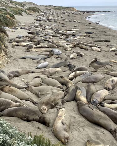 Elephant Seal Vista