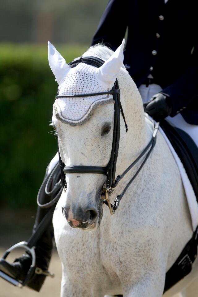 Photo Gallery: The annual Fiesta Charity Horse Show