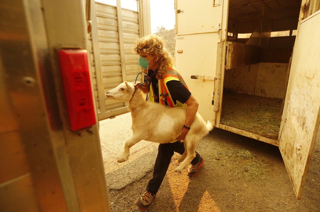 A woman wearing a mask carries a goat