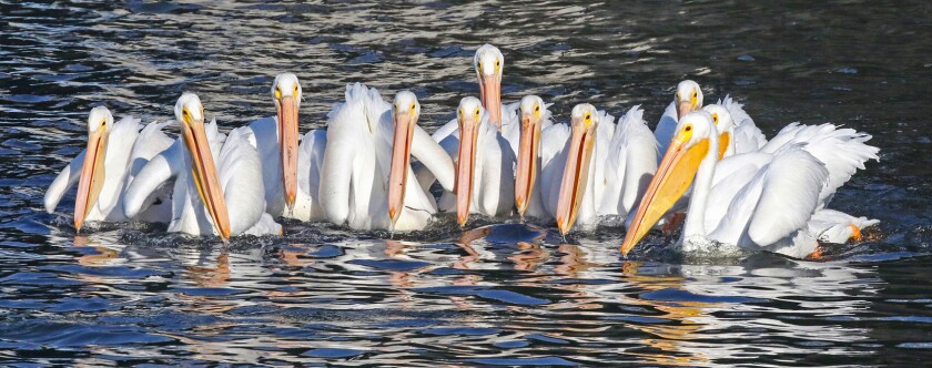 White pelicans feed in a group in the nature preserve at the western end of the San Diego River channel.