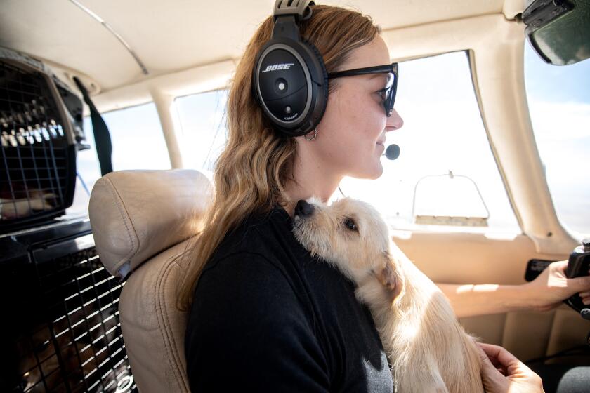 BAKERSFIELD, CA - JULY 26: Scenes from Bakersfield Jet Center where 17 dogs and puppies are loaded into a plane bound for Los Angeles on Wednesday, July 26, 2023 in Bakersfield, CA. Shortly after take-off, pilot and co-founder of Amelia Air, Petra Janney, removed the 13 month old Terrier from his crate as she flew back to Pacoima; the love and instantaneous bond between the two was undeniable.(Mariah Tauger / Los Angeles Times)