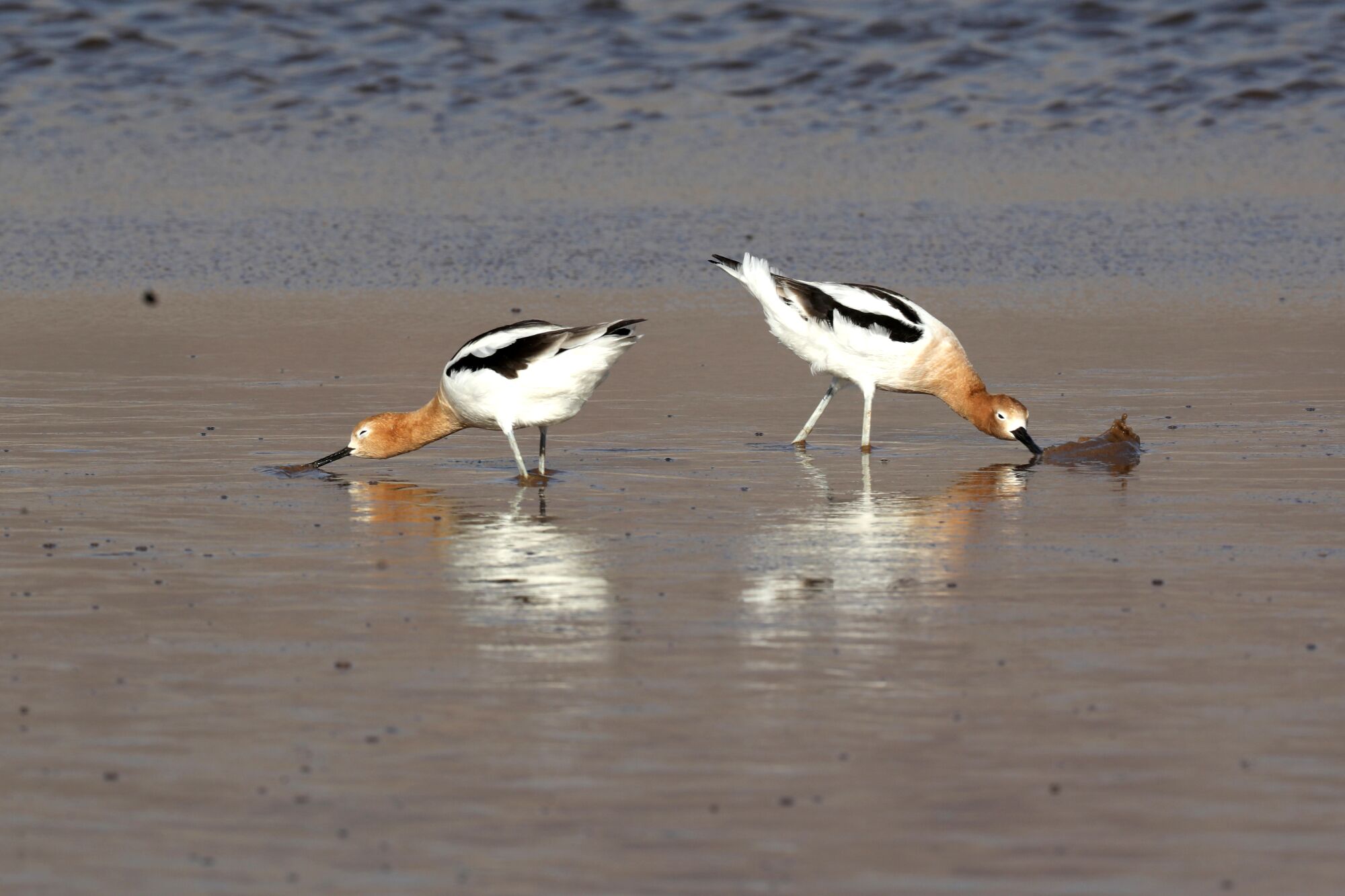 American avocets feed on brine on Owens Lake.