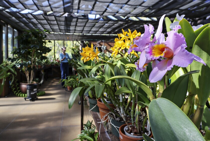 Full-size Cattleya orchid hybrids grow in the green house.