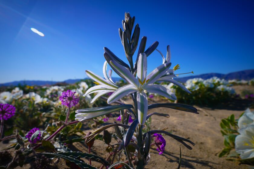 The Desert Lilly blooms in a small patch in Anza Borrego.