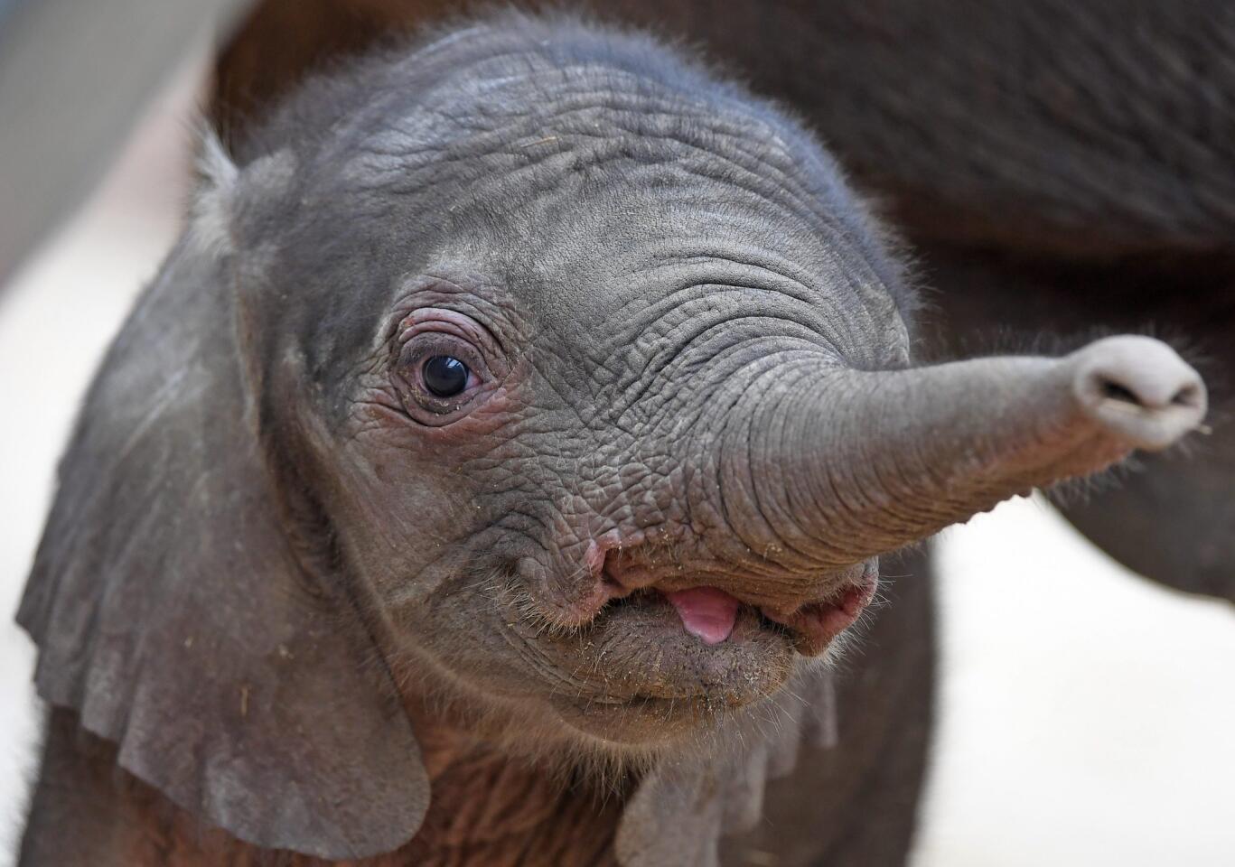 A newborn elephant calf explores its enclosure at the zoo in Halle/Saale, Germany, on June 30, 2016. The calf was born June 26, and elephant Panya is expected to give birth to another calf in August.