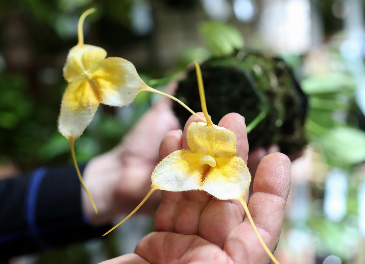 Andy Phillips of Andy's Orchids, shows a yellow monkey face orchid, a species he says is very difficult to grow.