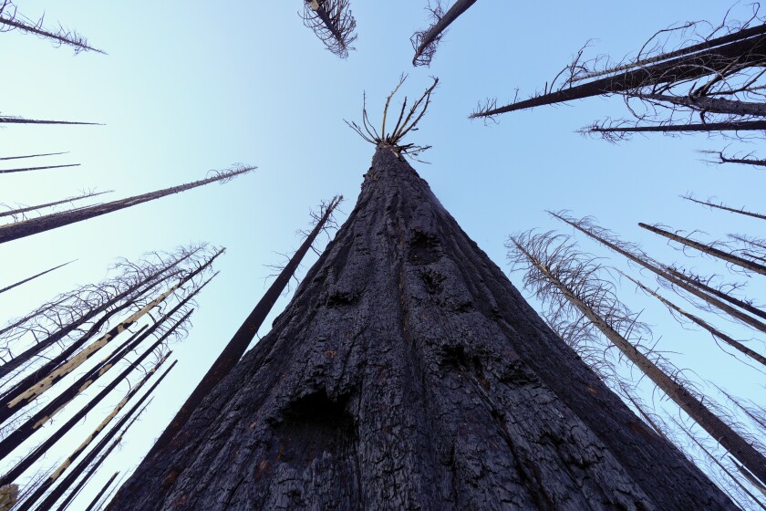 This July 2021 photo shows a burned giant sequoia located at Nelder Grove in the Sierra National Forest.