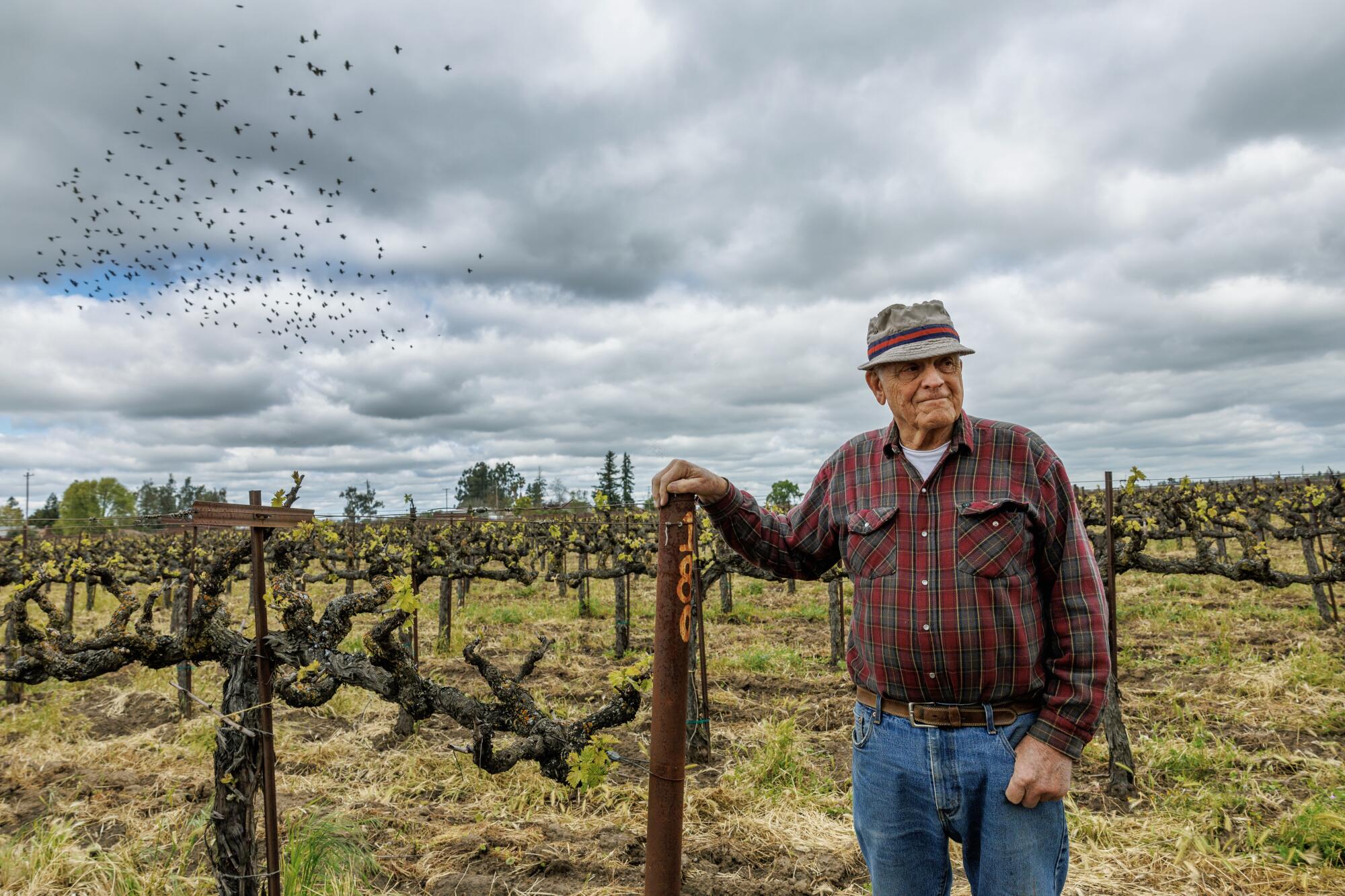 A man stands in a vineyard as birds fly overhead.