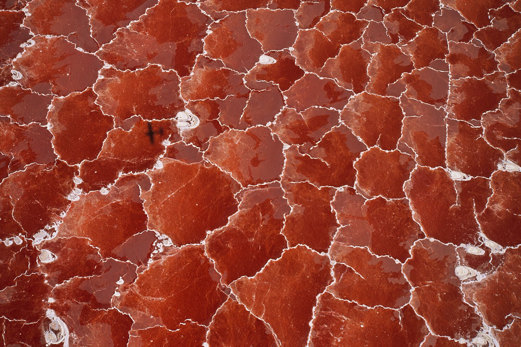 Salt-loving algae gives a red color to the hyper-saline waters of Lake Natron in the Great Rift Valley on the border between Tanzania and Kenya.  The lake has an unusual mineral content that is leached from the surrounding volcanoes.  The temperatures in the salty mud can reach 50 degrees Celsius (120 degrees Fahrenheit), and depending on rainfall, the alkalinity can reach a pH of 9 to 10.5 (almost as alkaline as straight ammonia).