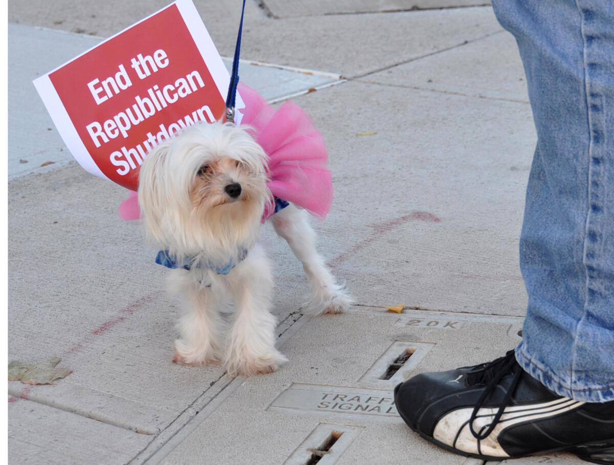 Rosie, a 2-year-old Maltese, wears a sign asking for the Republicans to end the government shutdown while attending a rally at Congressman Louis Barletta's office on West Broad Street in Hazleton, Pa.