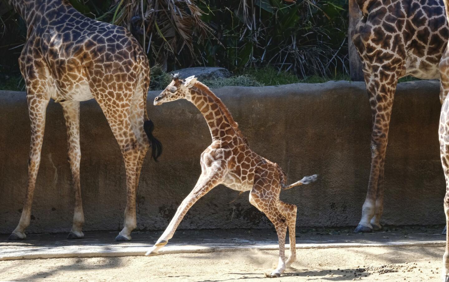 A female Masai baby giraffe born frolics in her enclosure during her public debut at the Los Angeles Zoo on July 26, 2017. Still without a name, the giraffe already stands about six feet tall and weighs 156 pounds.