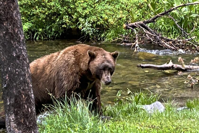 Mammoth Lakes, California-Sept. 5, 2024-A 500-pound bear, nicknamed Victor