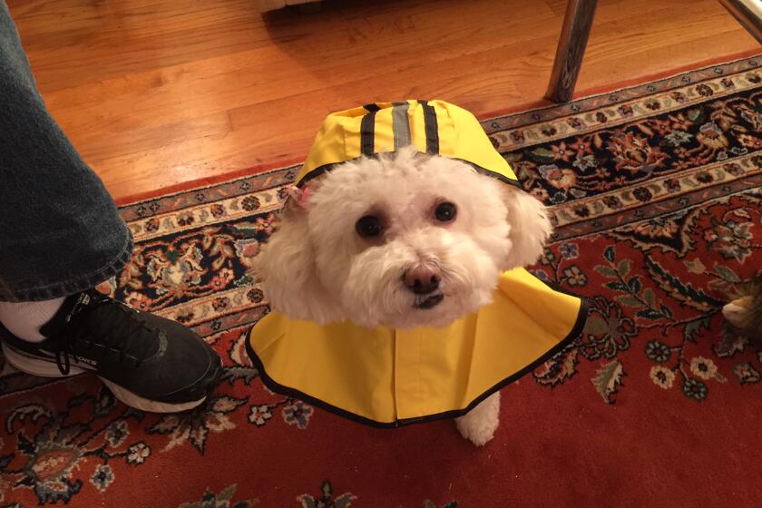Lily wants to leave her doggie raincoat high and dry.
