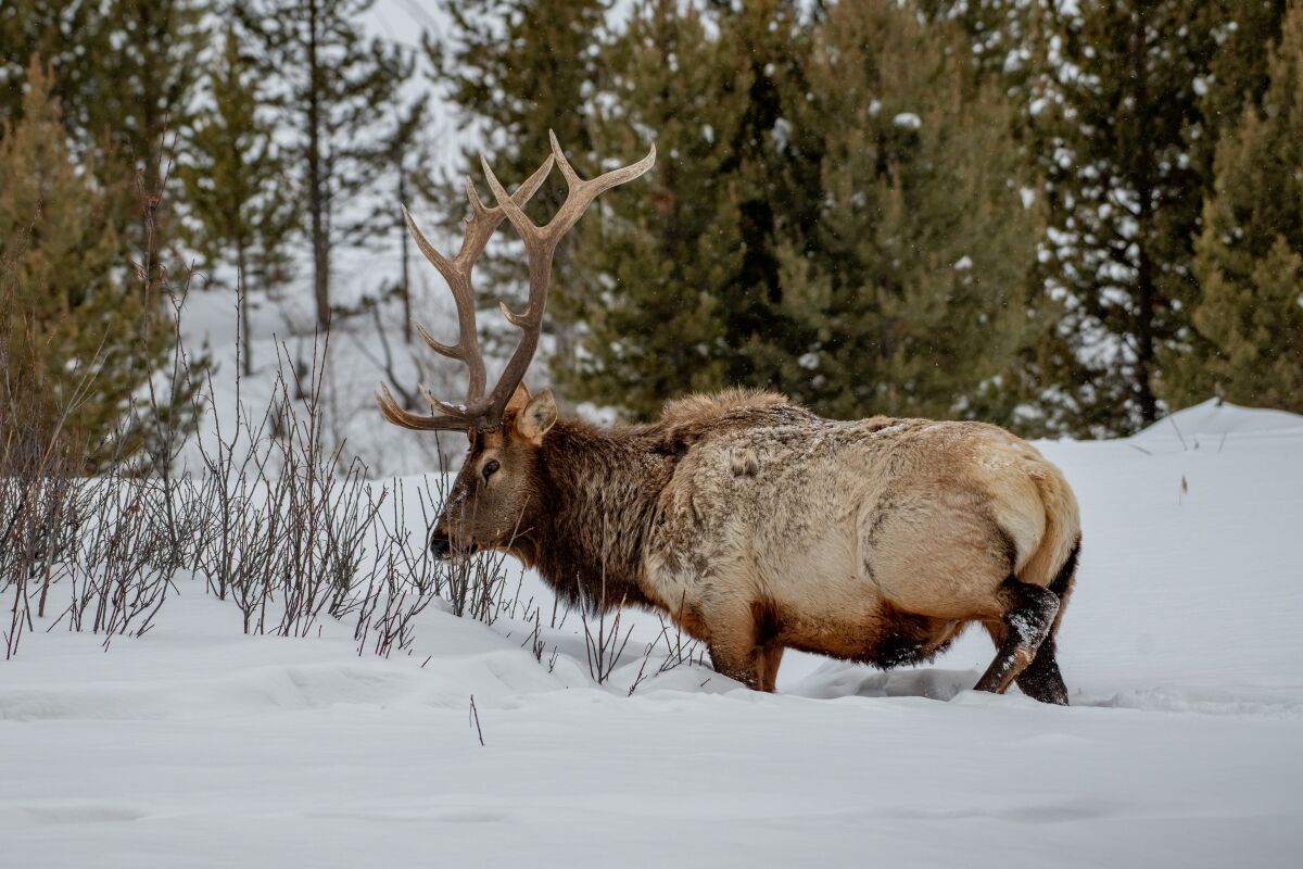 A large bull elk looks for grass under 2 feet of snow.