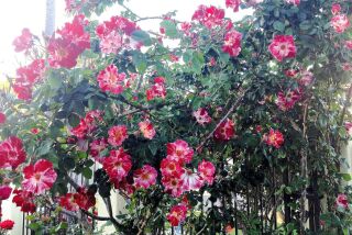 A pesticide-free Fourth of July climbing rose in Rita Perwich’s garden.