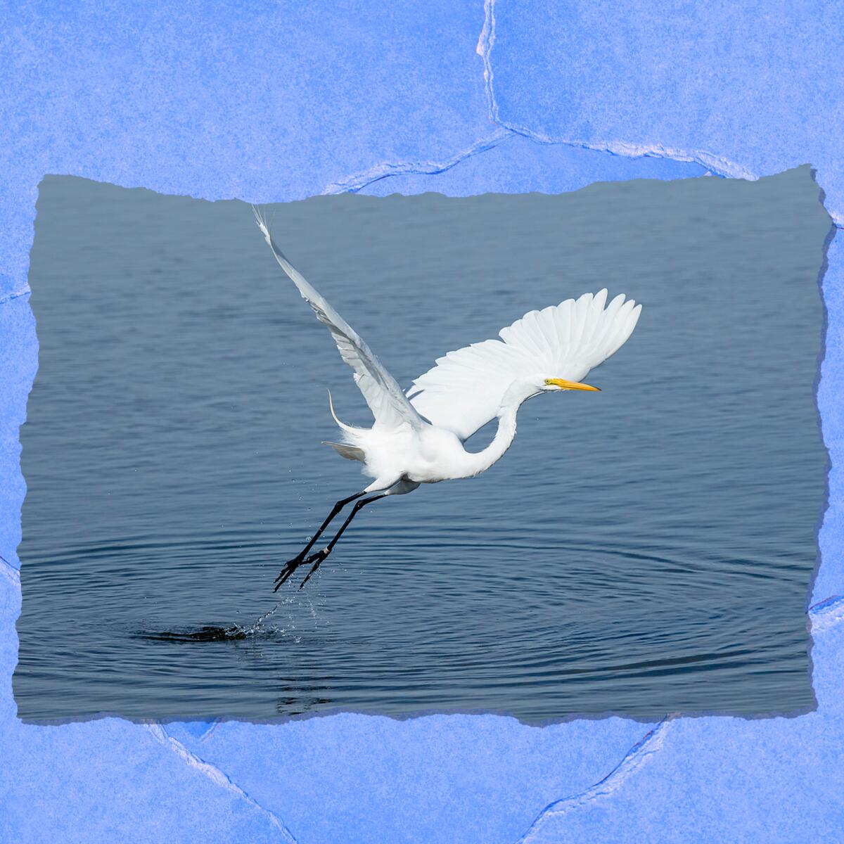 A white bird with long, slender neck stretches its wings as it flies low over water.