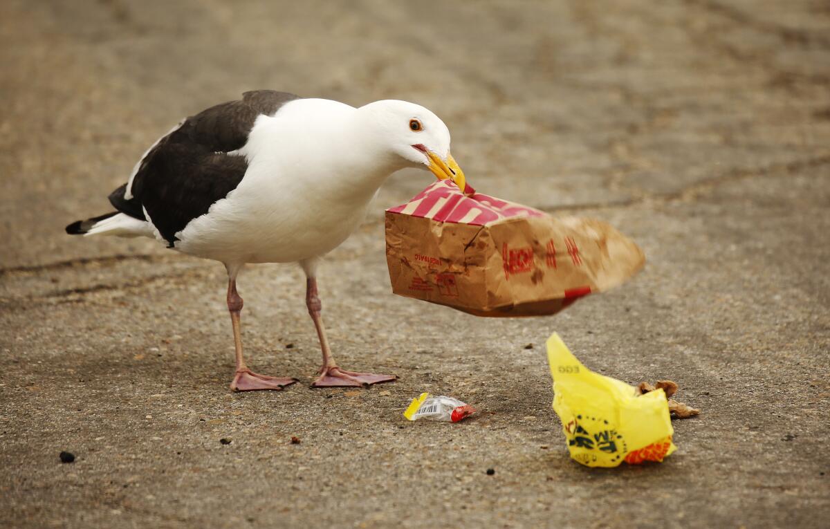 Western gull 