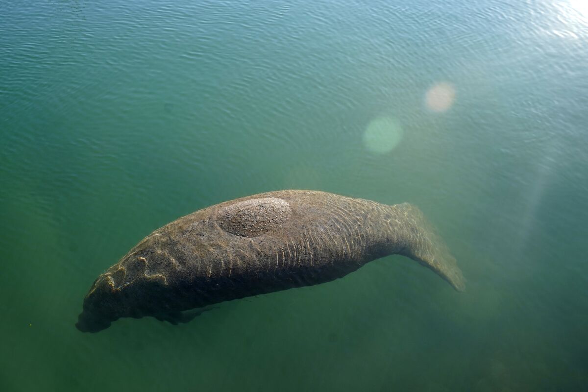 FILE - A manatee floats in the warm water of a Florida Power & Light discharge canal, Monday, Jan. 31, 2022, in Fort Lauderdale, Fla. The SeaWorld theme park in Orlando is opening new pools to care for Florida manatees that are dying because of starvation due to poor water quality in their normal habitat. (AP Photo/Lynne Sladky, File)