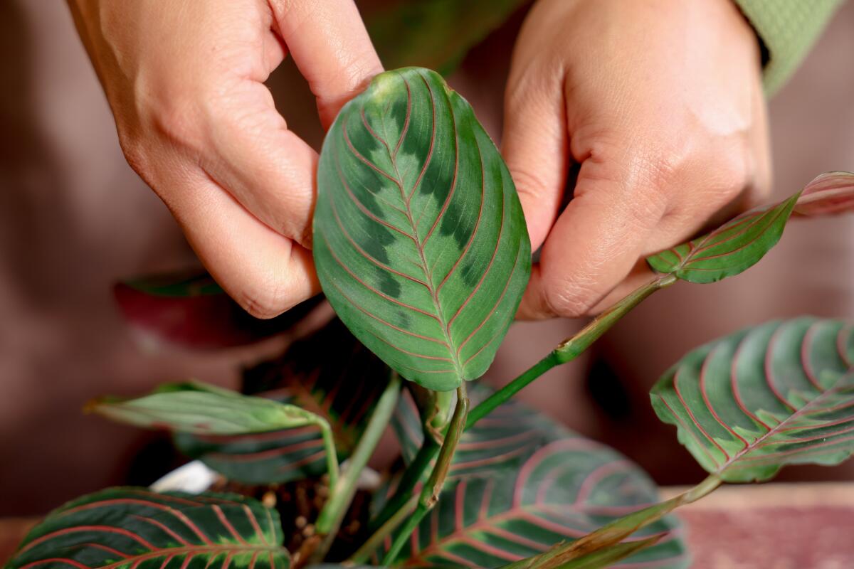 Hands reach down to touch a green plant's leaves.