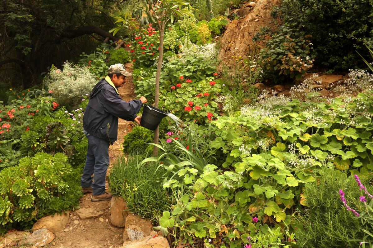 A man stands with a water can watering flowers in a lush garden.