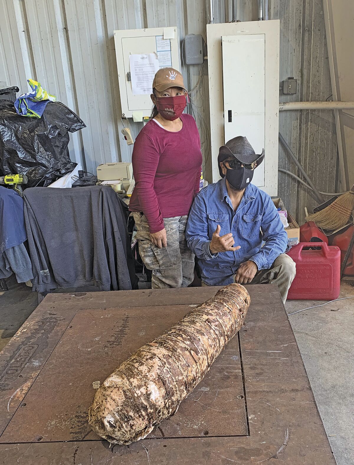In this February, 2022 photo, Nellie and Clarence Medeiros pose with a 50-pound taro root unearthed at the couple's South Kona farm on Hawaii's Big Island. (Megan Hadley/West Hawaii Today via AP)