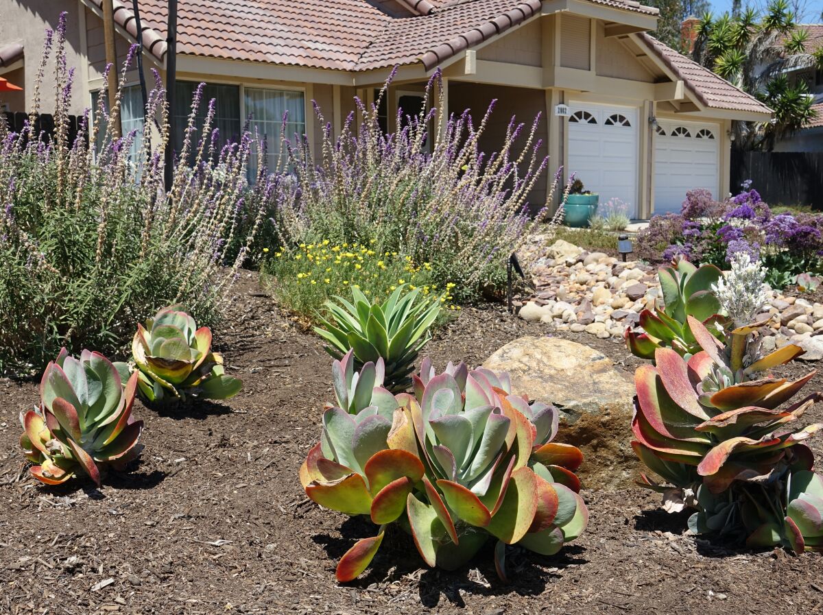 The hundreds of new plants include paddle plants (foreground), succulents with reddish-tinged leaves in a rosette form.