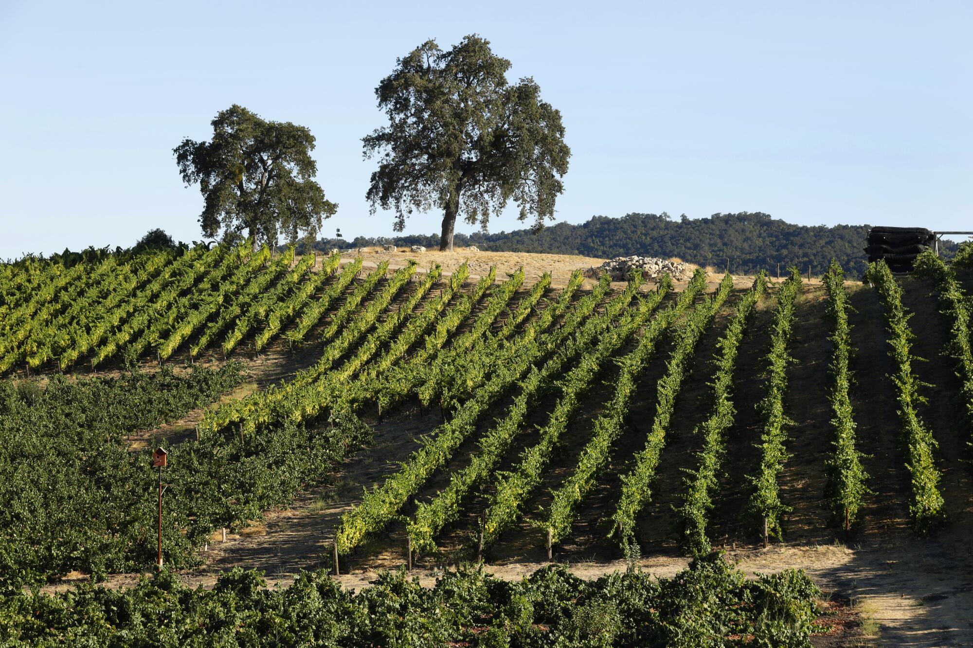 At Tablas Creek Vineyard, in the Adelaida district west of Paso Robles growing grapes.