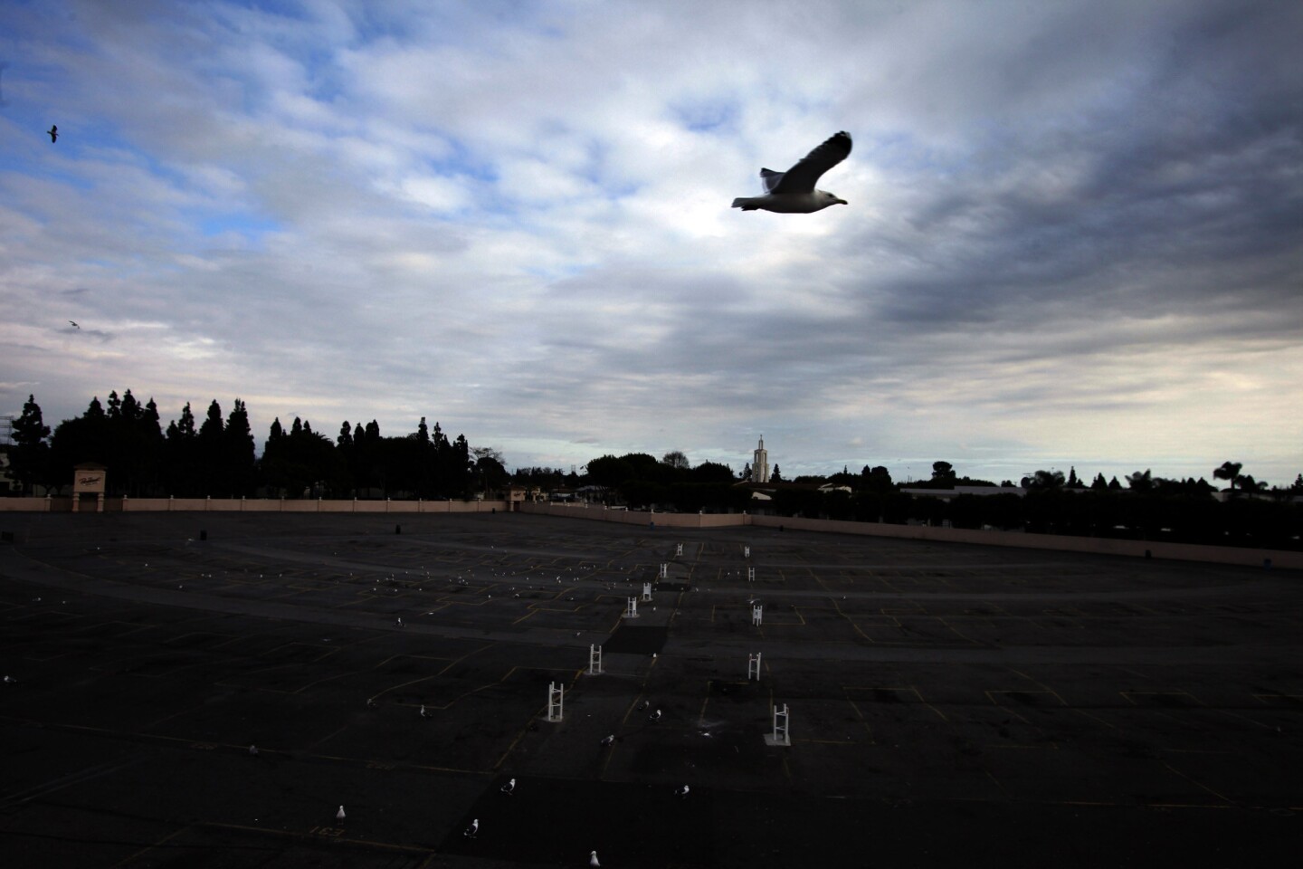 A gull flies over the parking lot of the Paramount Drive-In -- formerly known as the Roadium -- which will reopen in April. Glenn Bianchi, son of the theater's founder, plans to bring the old-school drive-in into the high-tech era.