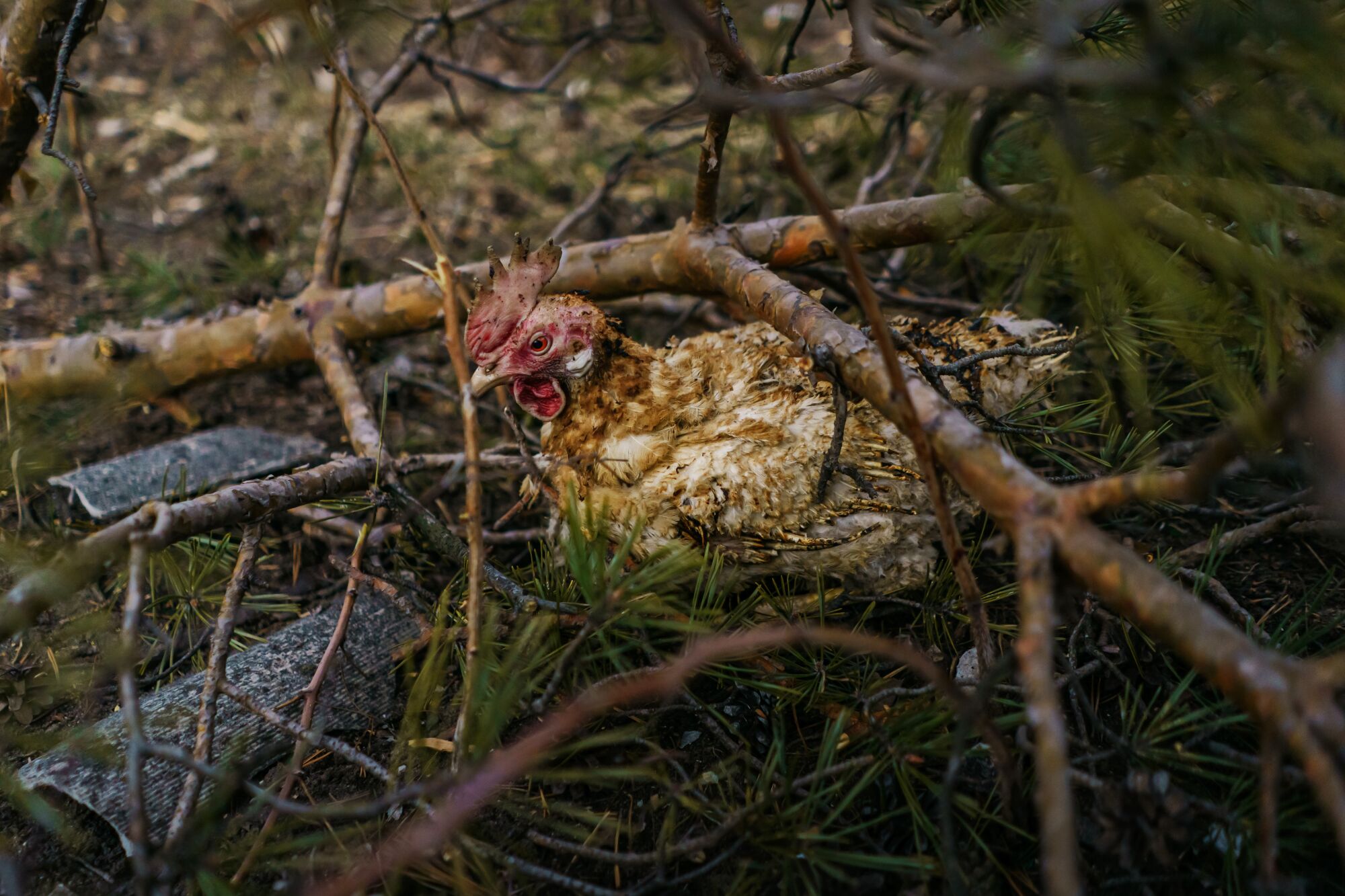 A chicken with singed feathers rests under a bush.