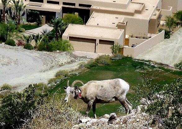 Collared for study by the Bighorn Institute of Palm Desert, a ewe nibbles above a multimillion-dollar development in Rancho Mirage. The peninsular bighorn once ranged from Mexico to the San Jacinto Mountains.