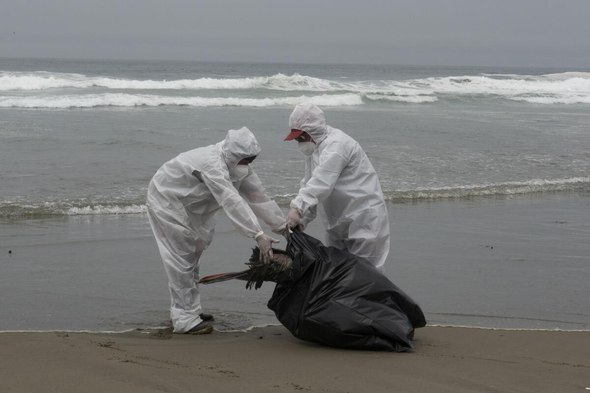 Trabajadores municipales recogen pelícanos muertos en la playa de Santa María en Lima, Perú