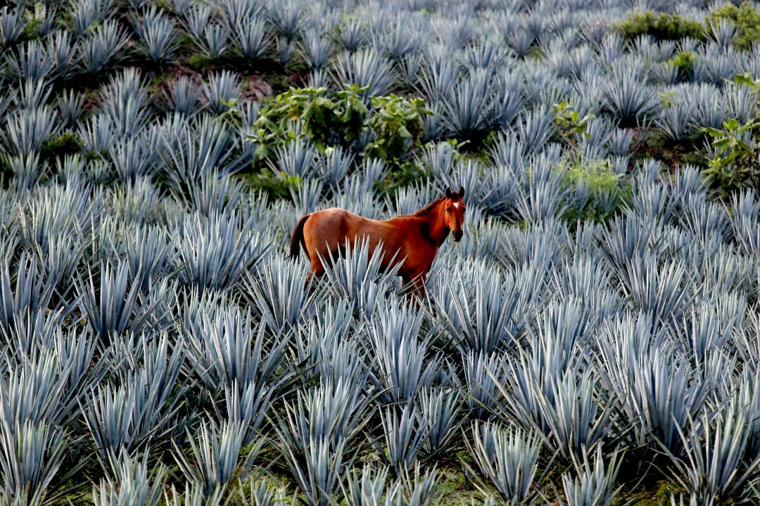 A horse grazes in a blue agave field.