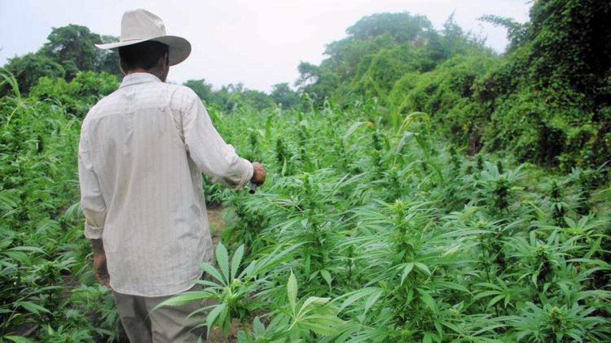 Este agricultor del oeste de México dice que comenzó a cultivar marihuana cuando era un adolescente. Dice que esta será su última cosecha.