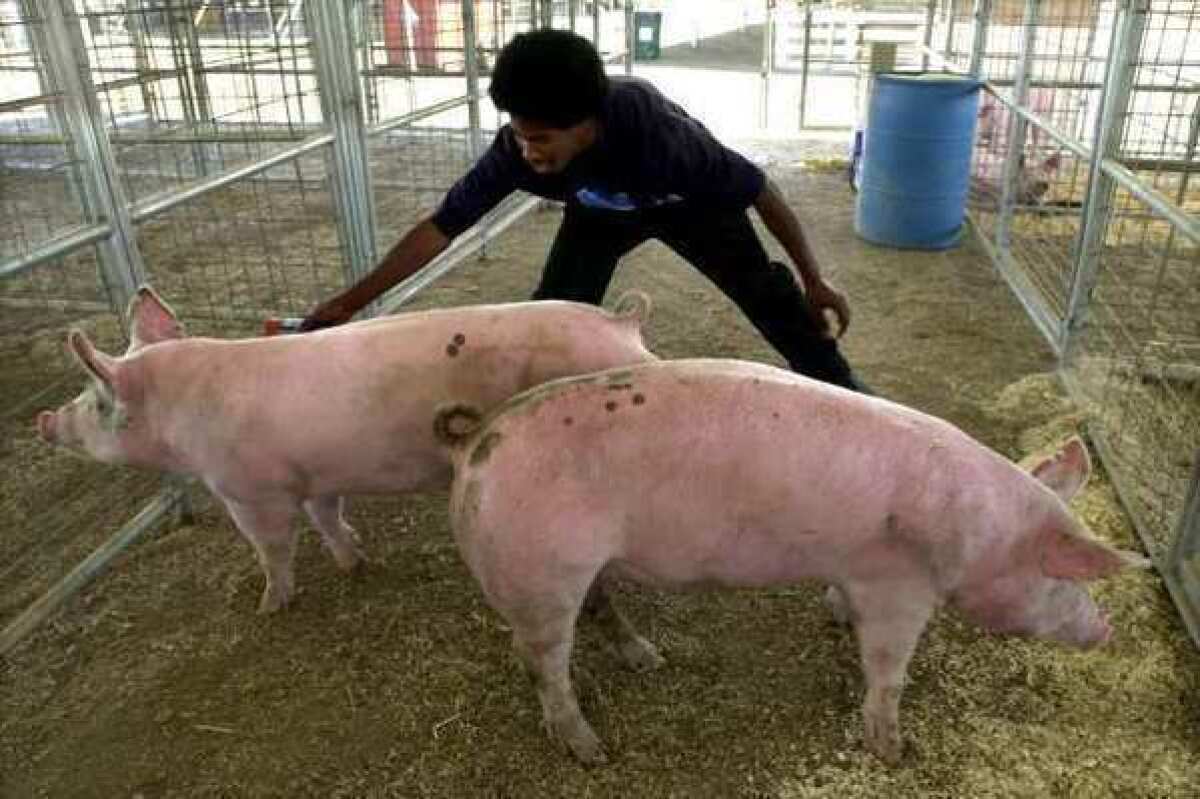 A handler watches over pigs at the San Fernando Valley Fair in 2002. This year, at least 145 people have become sick with H3N2 variant influenza -- most after exposure to pigs at agricultural fairs.