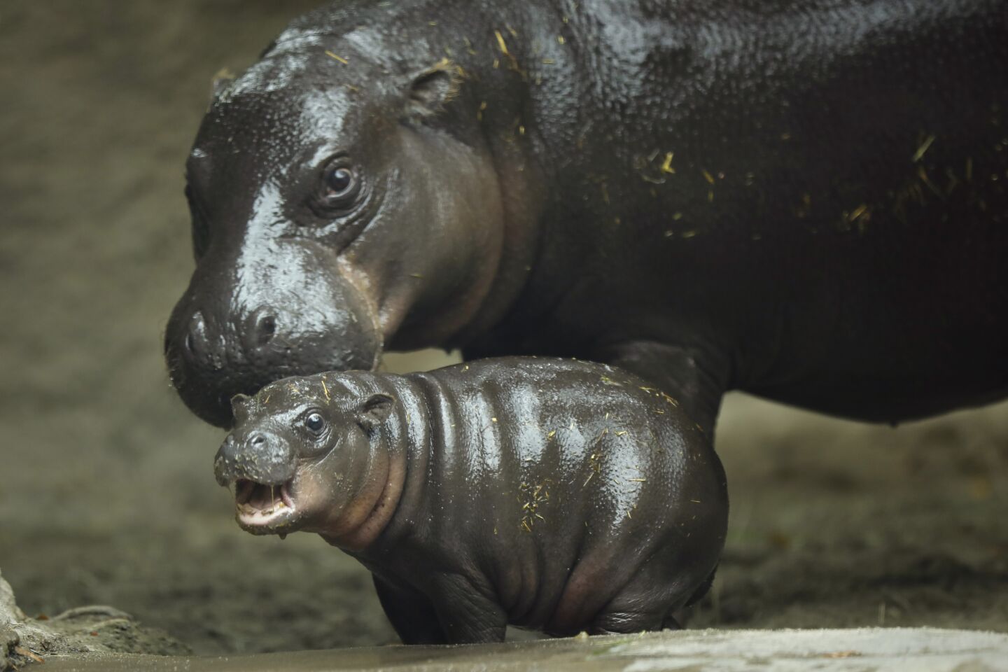 Akobi, a 40-pound, 67-day-old pygmy hippopotamus, walks with his mom Mabel into the water at the San Diego Zoo on June 15, 2020. Akobi was introduced to the public for the first time as it explored the main exhibit for the first time Monday.