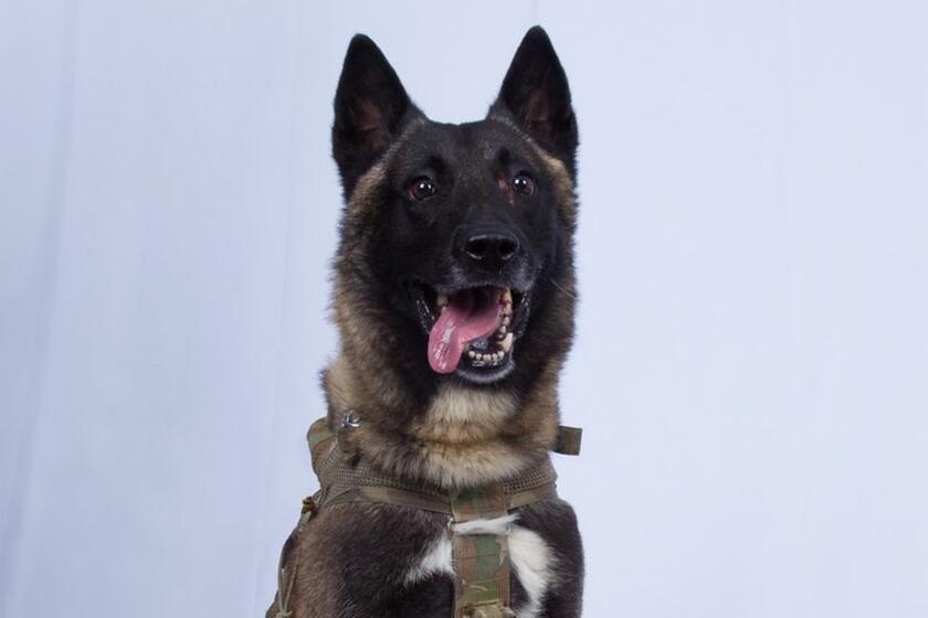 Military working dog