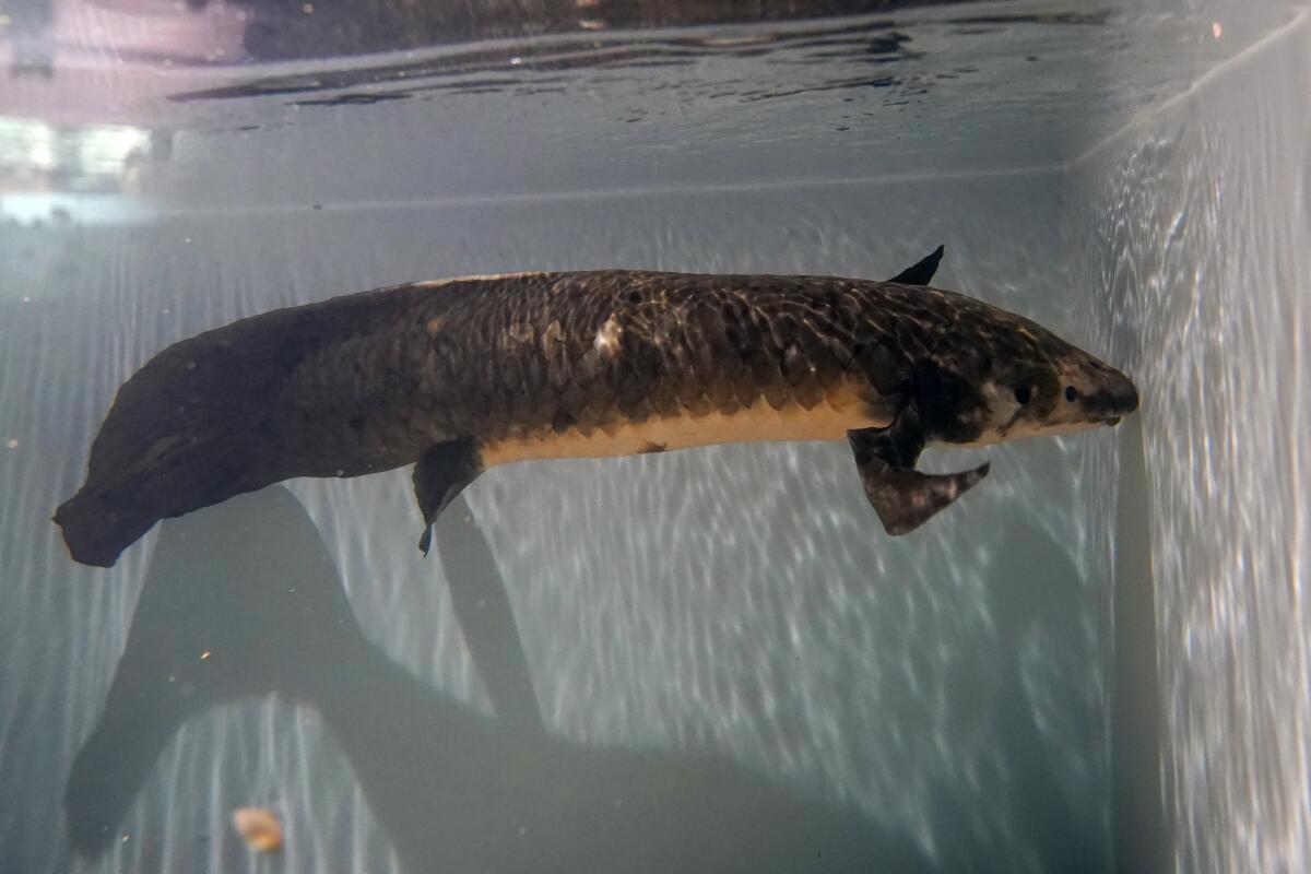 Methuselah, a 4-foot-long, 40-pound Australian lungfish